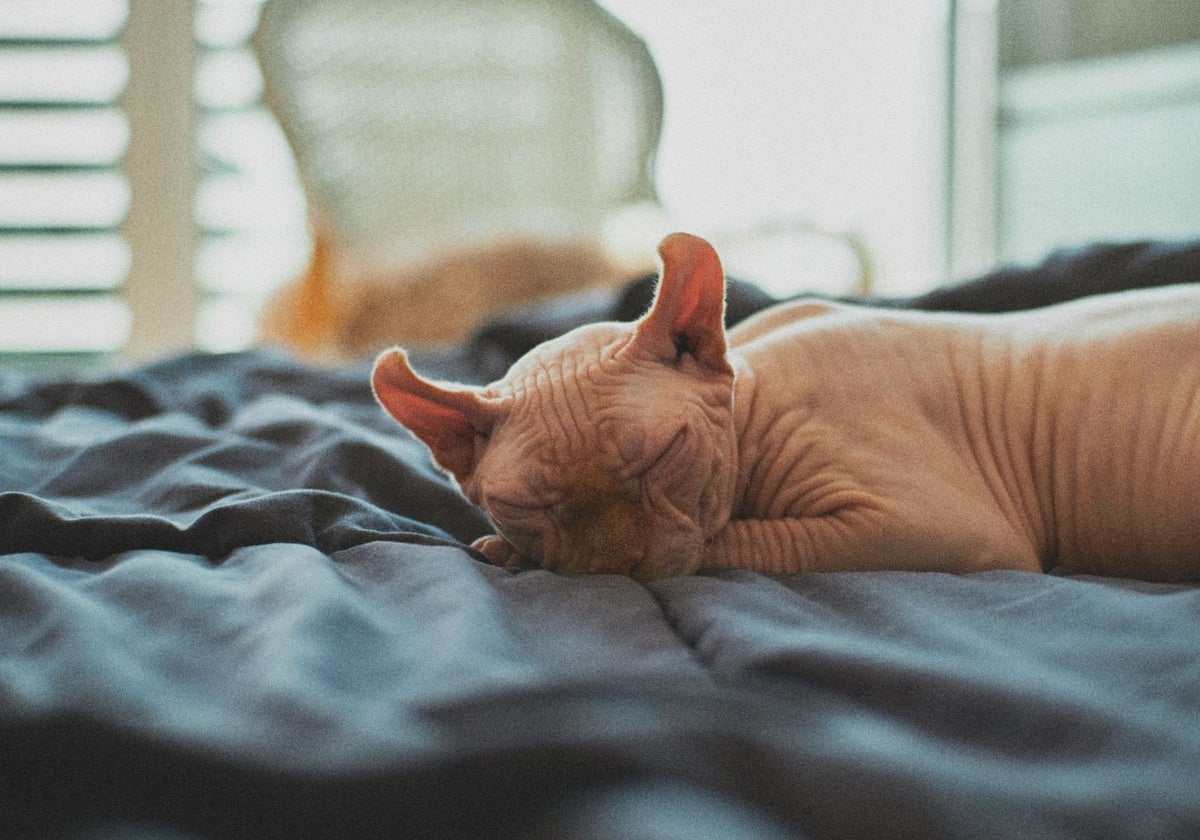 Un gato Sphynx