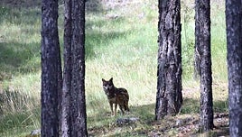 Europa rebaja el nivel de protección del lobo