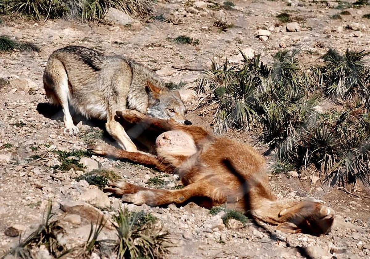 El Gobierno dice que tomará «medidas» sobre el lobo si los datos lo avalan