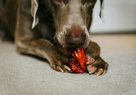 ¿Cuánto cuesta alimentar a tu mascota con comida humana?