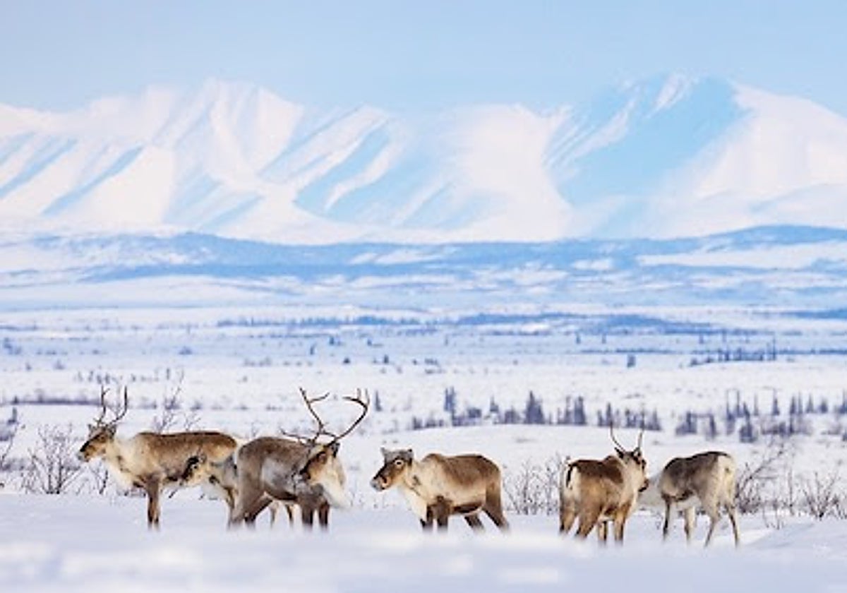 Caribus en Alaska