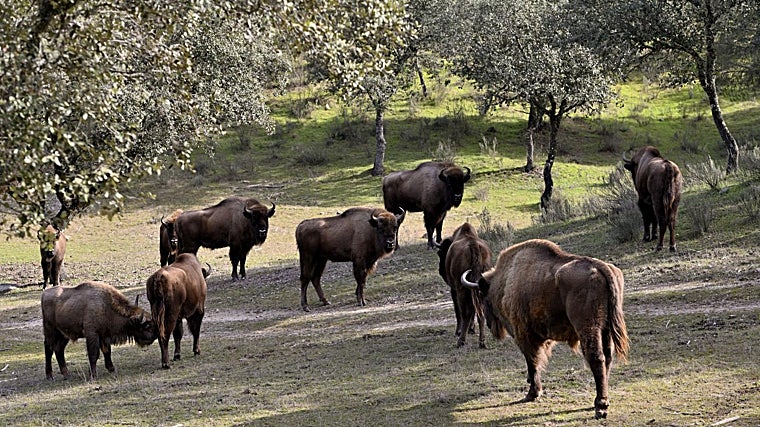 El rebaño en la finca de Sierra de Andújar (Jaén). Está en semilibertad, ya que en España está vetada su liberación /