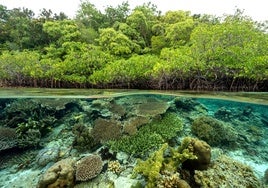 La crisis de la naturaleza pone en riesgo más del 50% del PIB mundial