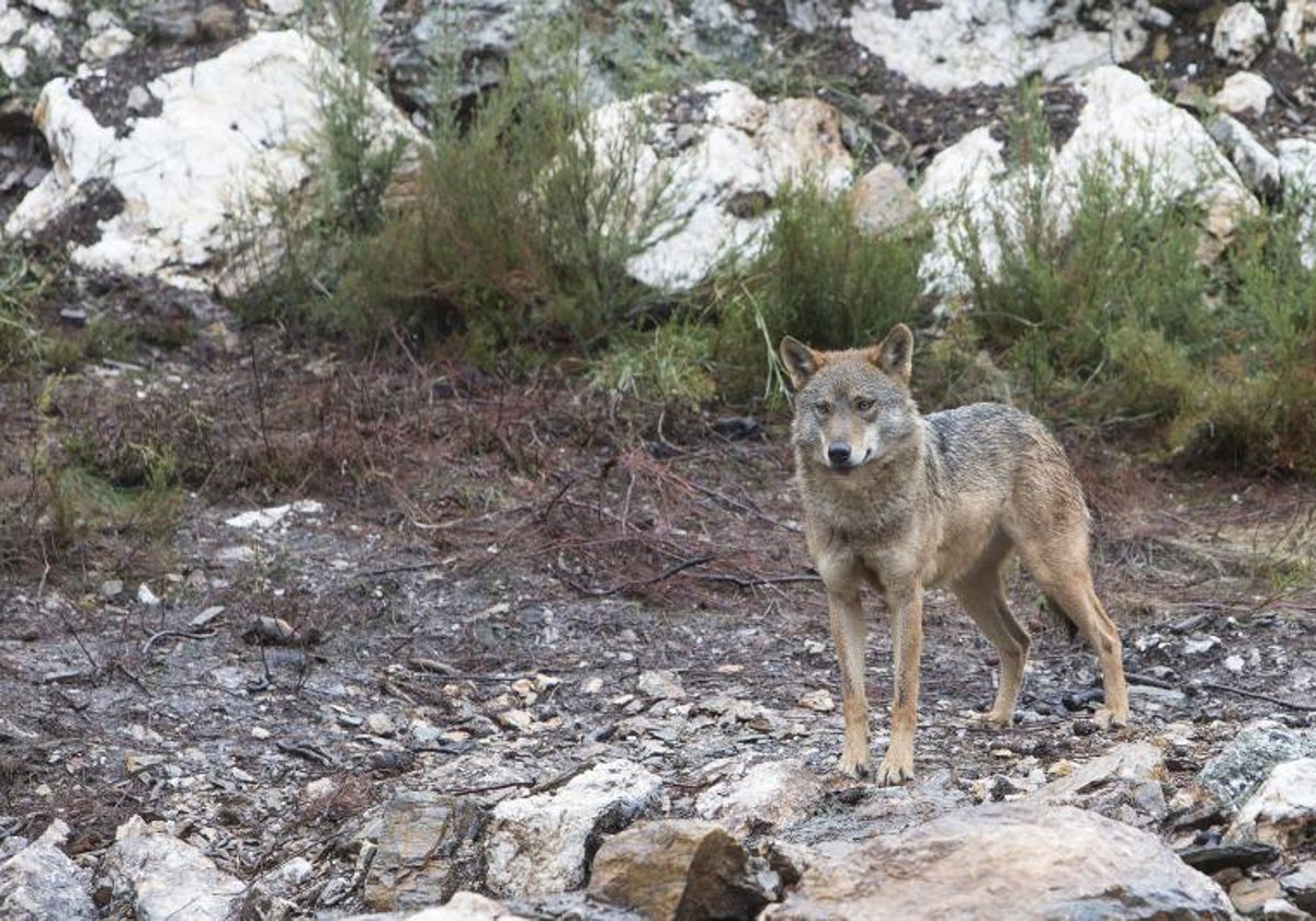 Lobo ibérico