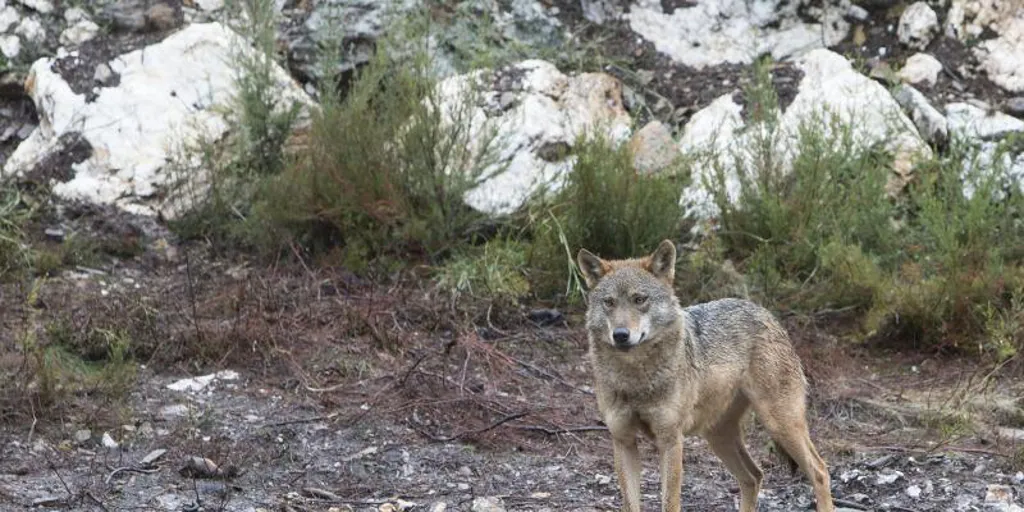 Transición Ecológica da plantón a las comunidades y no explica el futuro del lobo en el Senado