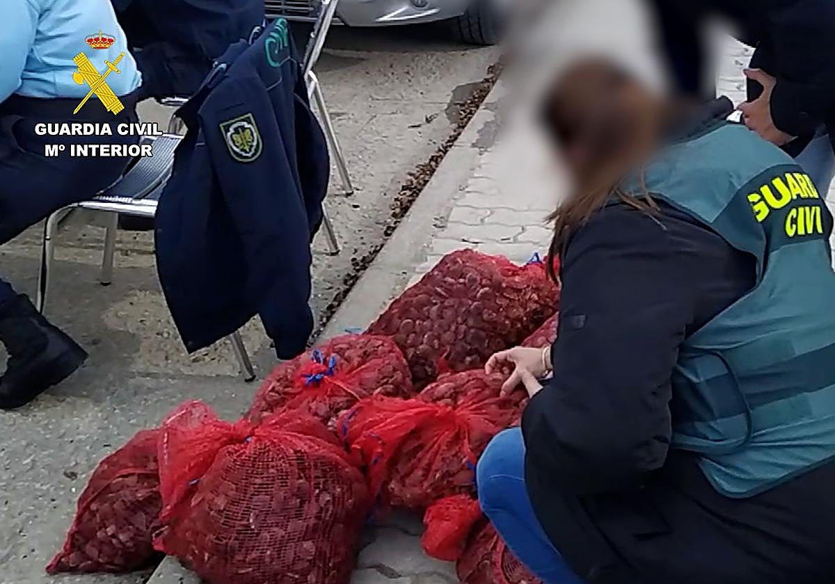 Moluscos incautados por las autoridades