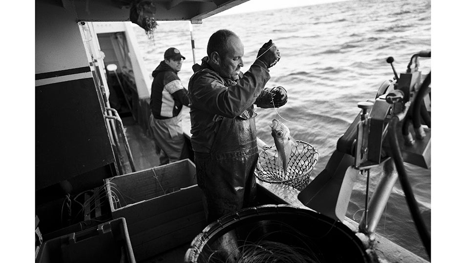 Avilés, Asturias - 12 Diciembre 2024: Julio Valdés Garay, patrón del buque Siempre María, captura un Virrey utilizando la tradicional técnica de pesca al Palangre.