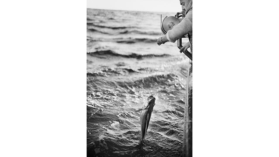 Avilés, Asturias - 12 Diciembre 2024: Jacinto un tripulante del buque pesquero Siempre María captura una merluza mediante la técnica artesanal de la pesca al Palangre.