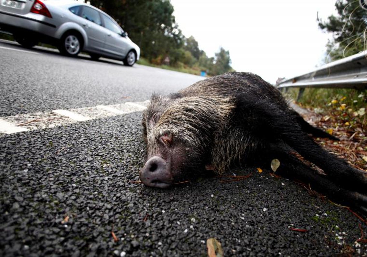 Un jabalí atropellado en una carretera