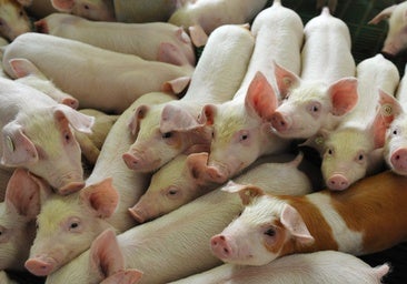 EE.UU. se prepara para producir los primeros cerdos modificados genéticamente para consumo