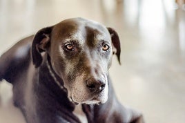 ¿Qué hacer cuando nuestras mascotas envejecen?