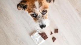 ¿El chocolate es peligroso para los perros o es un mito? Expertos explican qué hay de cierto en esta afirmación conocida por todos