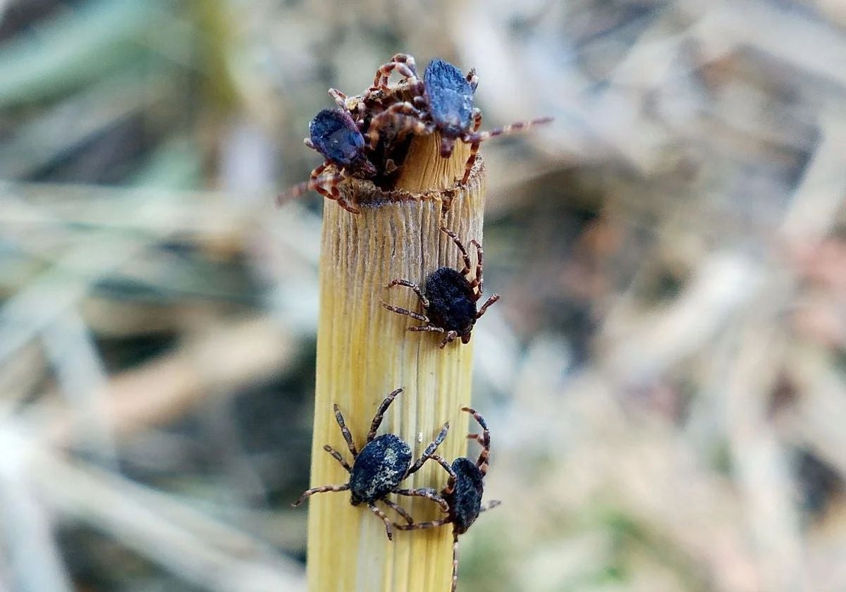 Varios ejemplares de esta especie invasora