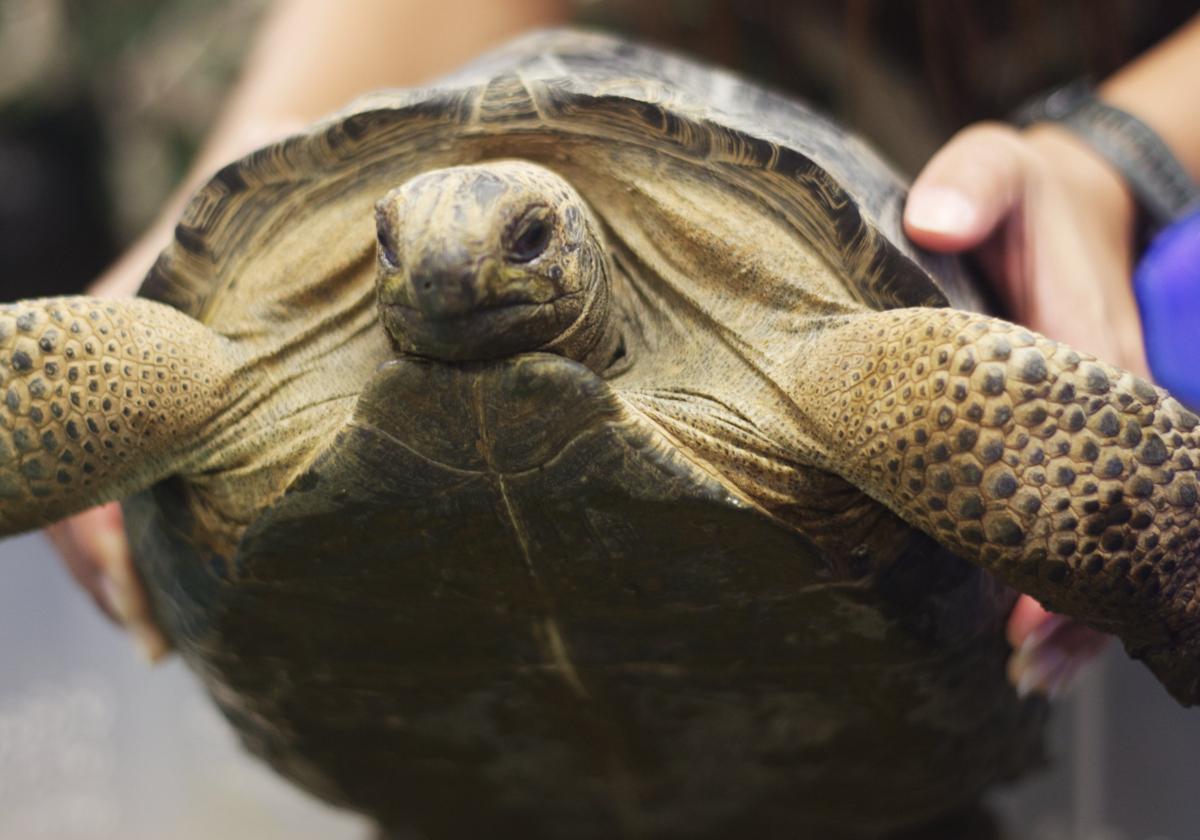 Una de las tortugas supervivientes.