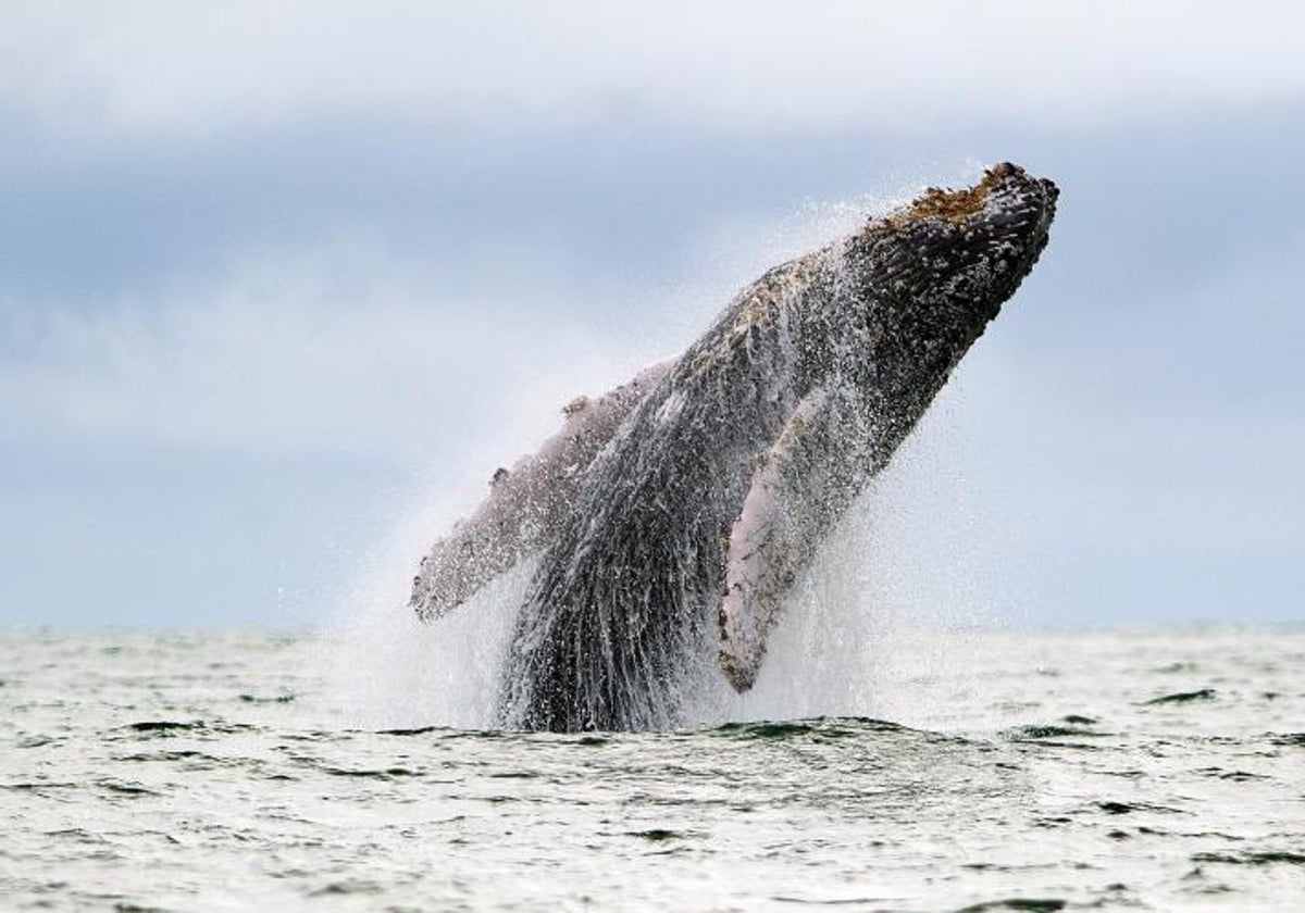Una ballena