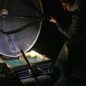 La anguila europea, hacia la extinción