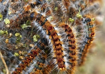 Alerta canina: la plaga de procesionarias se adelanta antes de la primavera