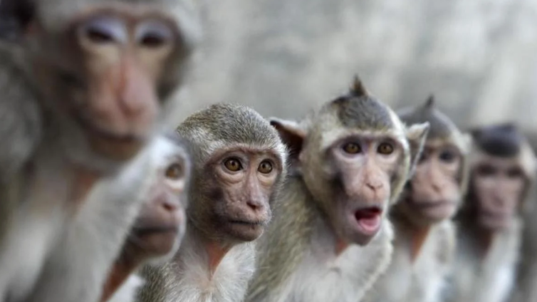 Una pelea de monos en una central eléctrica provoca un apagón en Sri Lanka