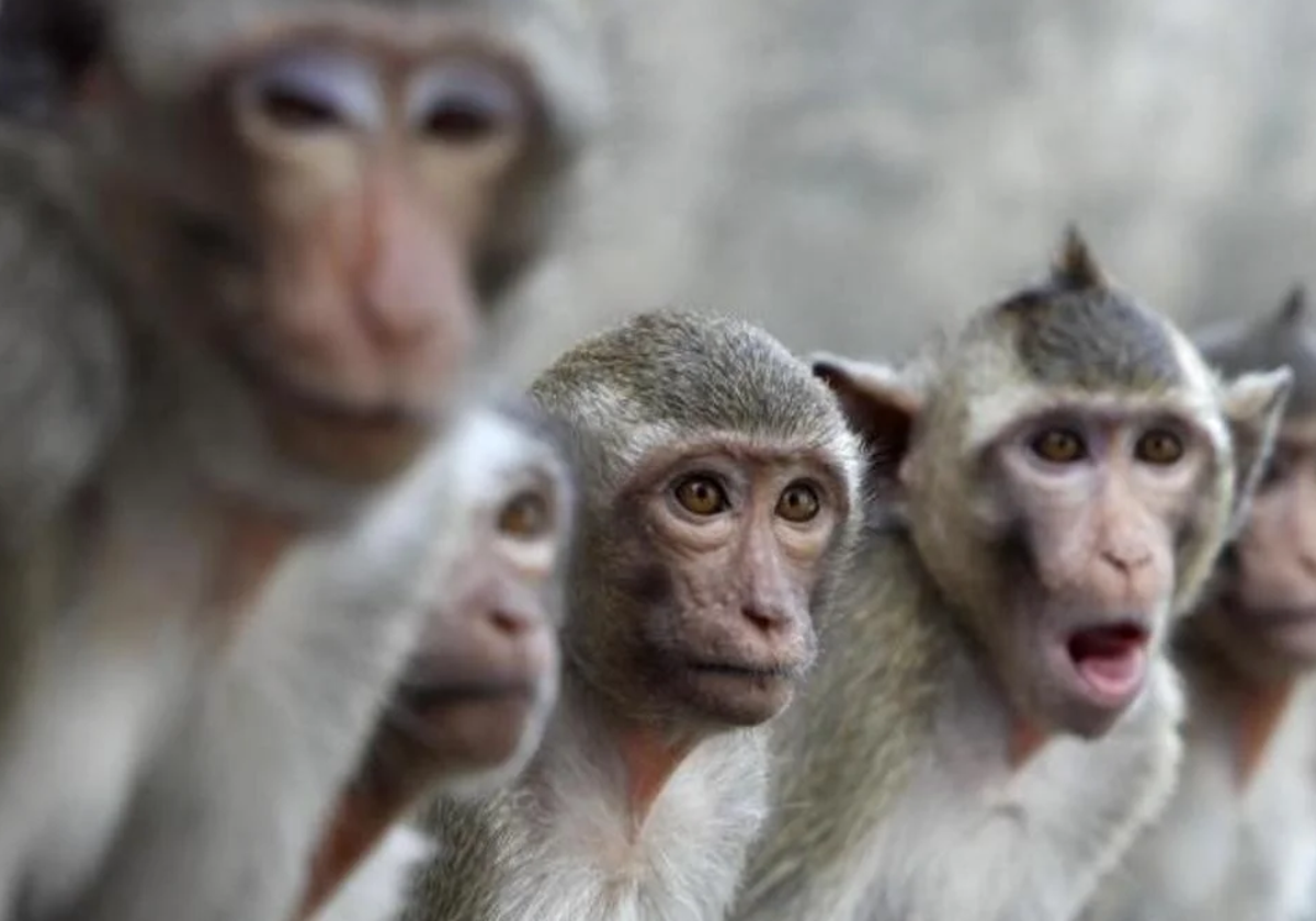 Imagen de archivo de monos macacos