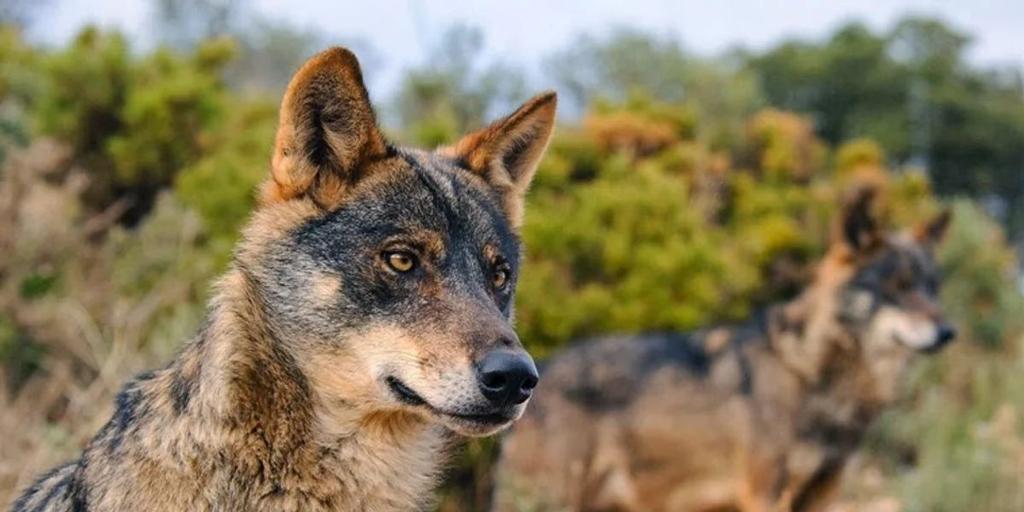 El Gobierno propone a las comunidades un mismo sistema de ayudas a ganaderos por ataques de lobos