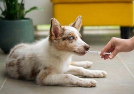 Estos son los cambios de la polémica Ley de Medicamentos Veterinarios