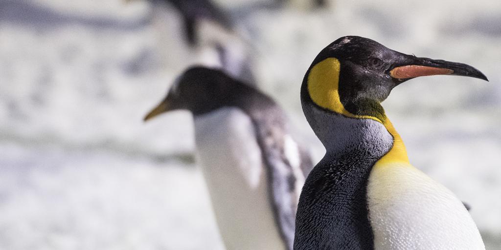 El virus de la gripe aviar llega a pingüinos aparentemente sanos de la Antártida