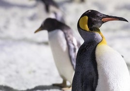 El virus de la gripe aviar llega a pingüinos aparentemente sanos de la Antártida