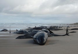 Las autoridades australianas sacrificarán a 90 falsas orcas varadas en una playa al no conseguir reflotarlas