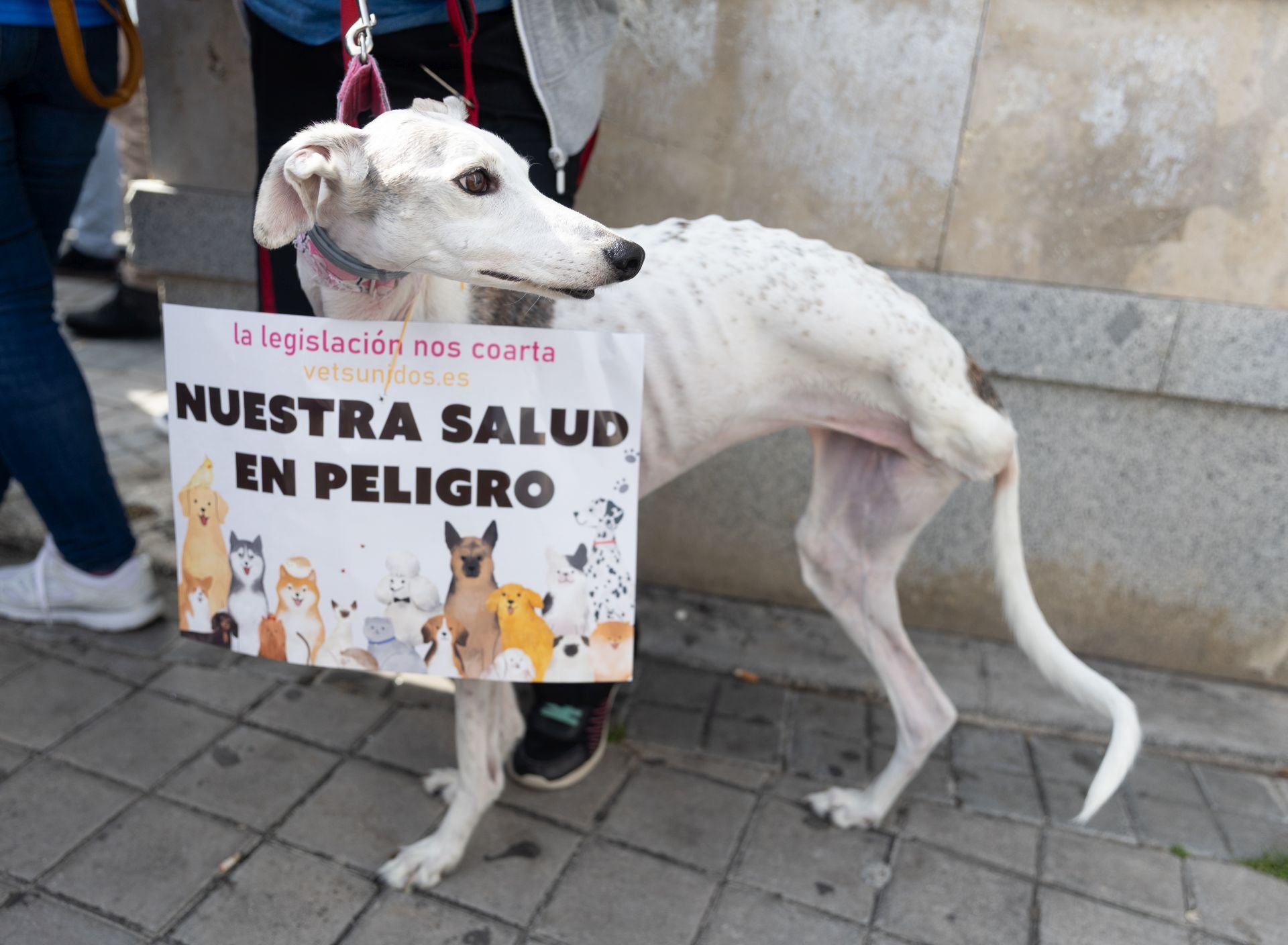 Un perro durante una manifestación contra la legislación sobre medicamentos veterinarios, que impide dispensarlos para tratar a animales a su cargo