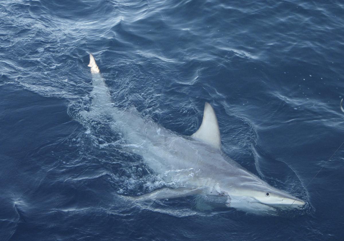 Un tiburón híbrido en las aguas de Australia.