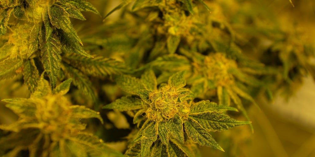 Del tabaco a la marihuana: el  boom  del cannabis medicinal que Extremadura desea liderar