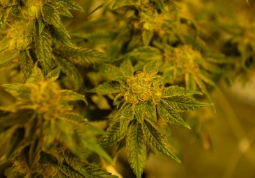 Del tabaco a la marihuana: el 'boom' del cannabis medicinal que Extremadura desea liderar