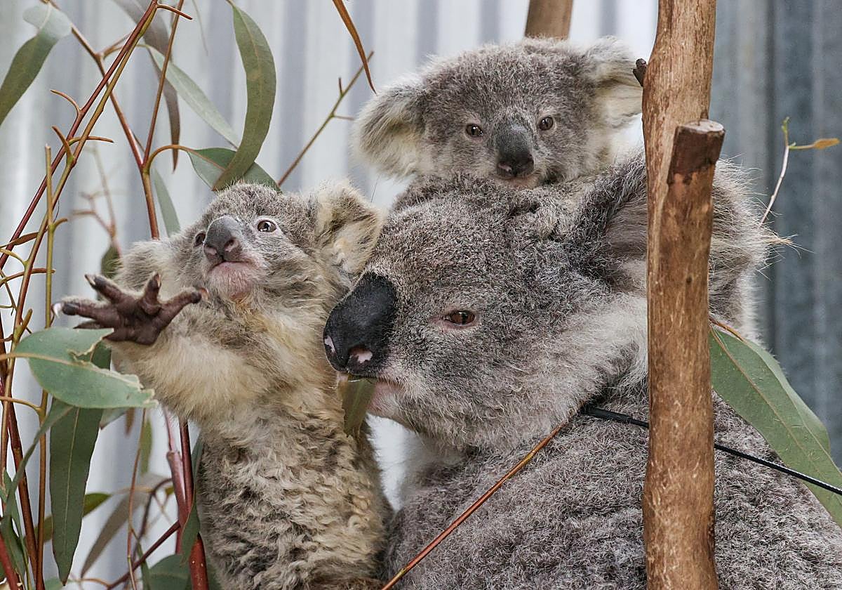 Una familia de koalas.