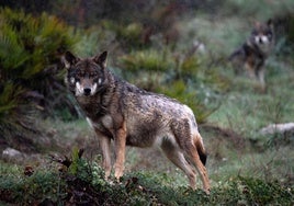 La Eurocámara aprueba tramitar por la vía rápida el cambio del estatus de protección del lobo