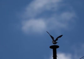 Gaviotas en el alero