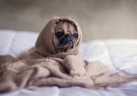 Alergia primaveral en perros y gatos: síntomas, razas más afectadas y cómo prevenirla