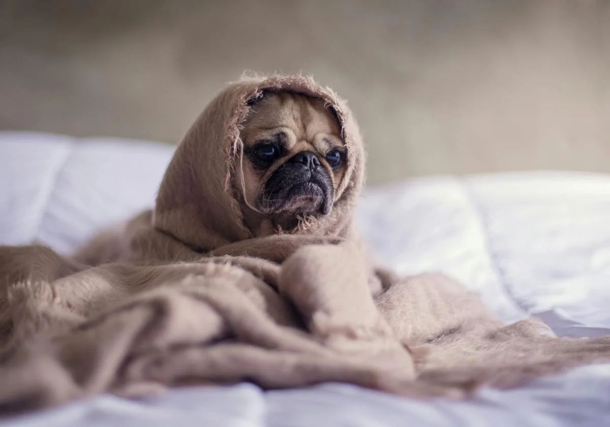 Alergia primaveral en perros y gatos: síntomas, razas más afectadas y cómo prevenirla