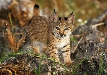 La población de lince ibérico alcanzó el récord en 2024, con más de 2.400 ejemplares