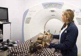 De operar al pez a una eco de corazón al gato: «Hace 15 años sería impensable»