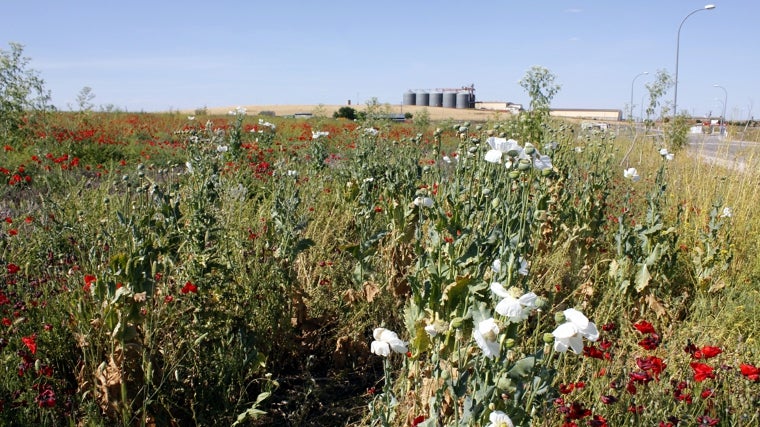 Un campo en Castilla-La Mancha de adormidera o amapola blanca