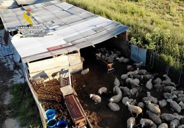 Desmantelan una red de mataderos en Toledo, Ávila y Madrid que vendía carne sin control