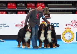 Más de 5.000 de casi 300 razas diferentes se dan cita este fin de semana en la Exposición Internacional Canina de España