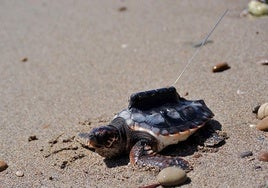 Tortugas con GPS: así se rastrea a la 'boba' desde el espacio
