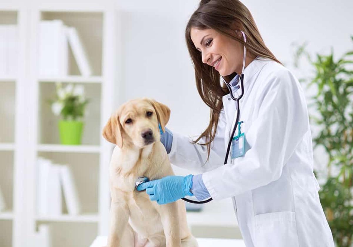 Los animales de compañía ganan peso social y legal en una España cada vez más comprometida con su bienestar