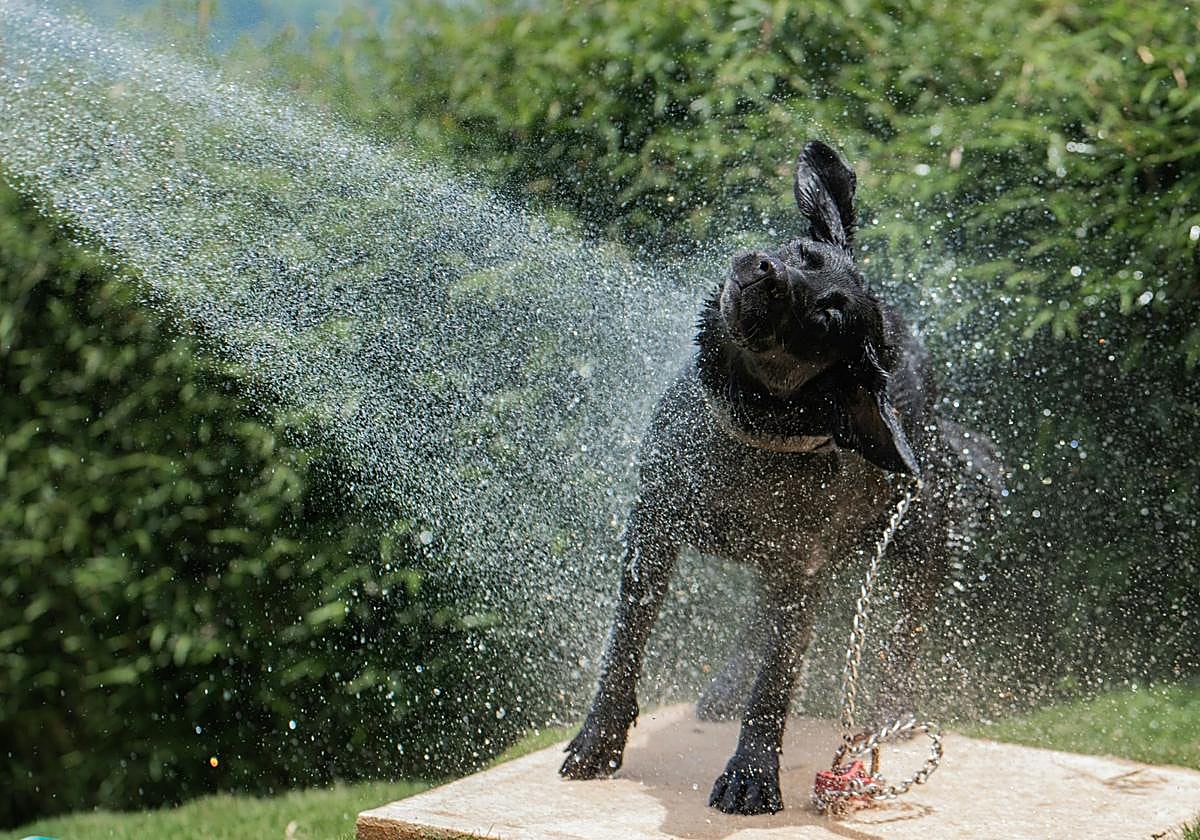 Aumento drástico de las temperaturas: ¿Cómo proteger a perros y a gatos ante el calor?