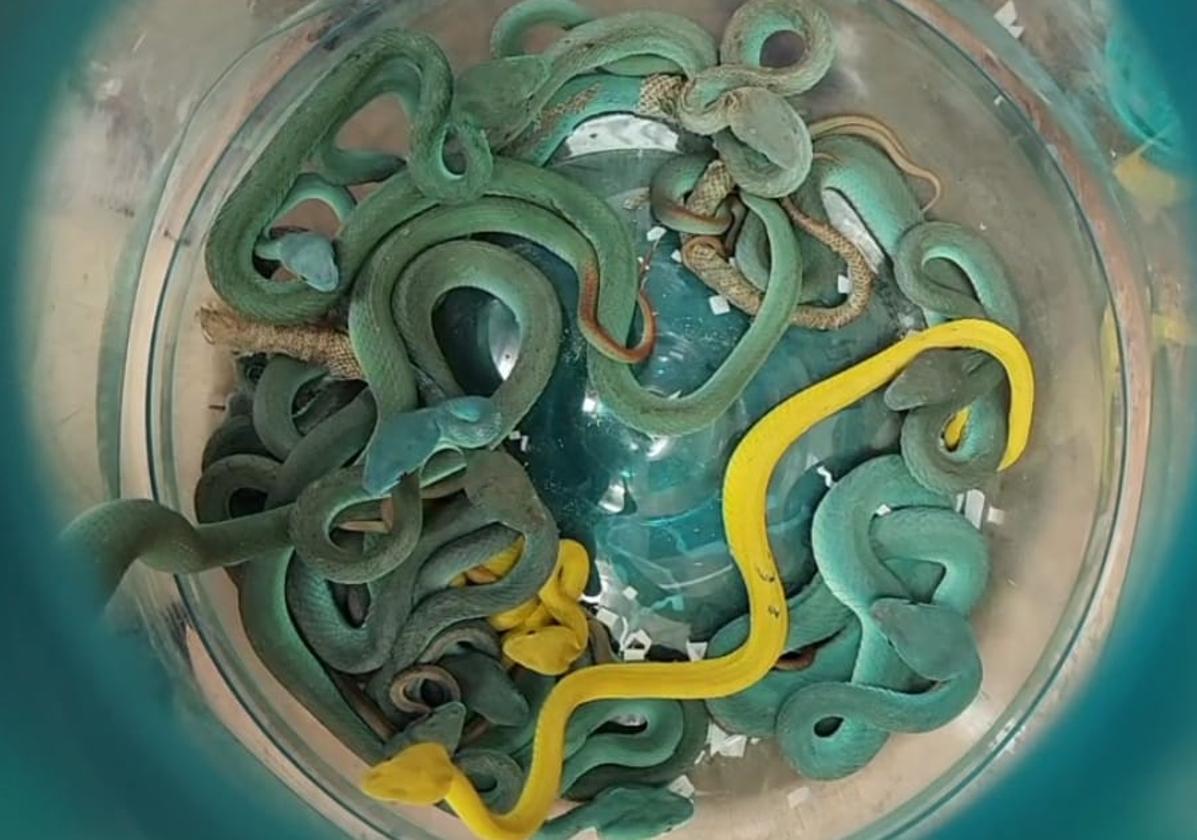 Un pasajero que voló desde Tailandia con una maleta llena de serpientes