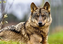 El Gobierno afirma que España tiene «menos lobos que linces»