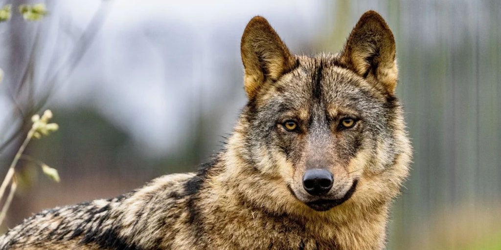 El Gobierno afirma que España tiene «menos lobos que linces»