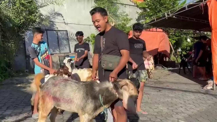 Musulmanes indonesios sacrifican animales en Bali para celebrar el Día del Cordero