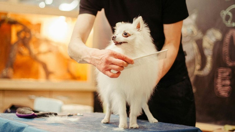 ¿Es bueno cortar el pelo a los perros en verano? Lo que debes saber antes de ir a la peluquería canina